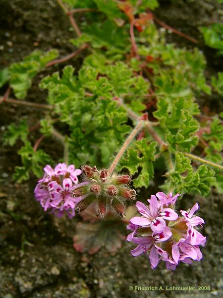 Pelargonium denticulatum