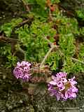 Pelargonium graveolens