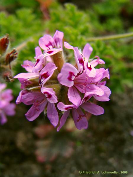 Pelargonium denticulatum