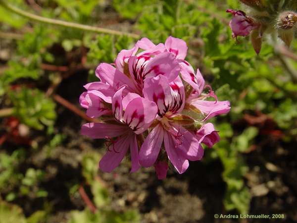 Pelargonium denticulatum