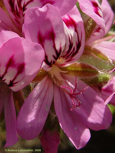 Pelargonium denticulatum