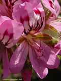 Pelargonium graveolens