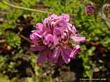 Pelargonium graveolens