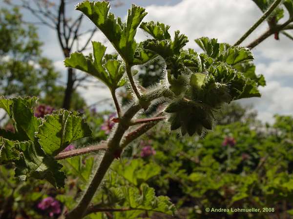 Pelargonium denticulatum