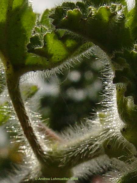 Pelargonium denticulatum