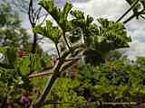 Pelargonium graveolens