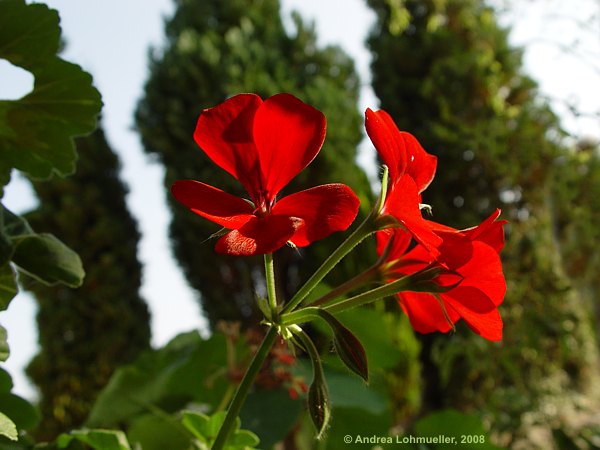 Pelargonium pseudoglutinosum