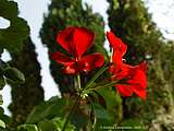 Pelargonium pseudoglutinosum