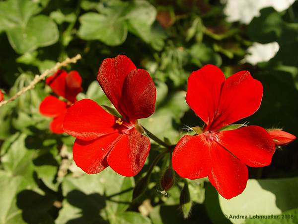 Pelargonium pseudoglutinosum