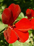 Pelargonium pseudoglutinosum