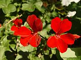 Pelargonium pseudoglutinosum