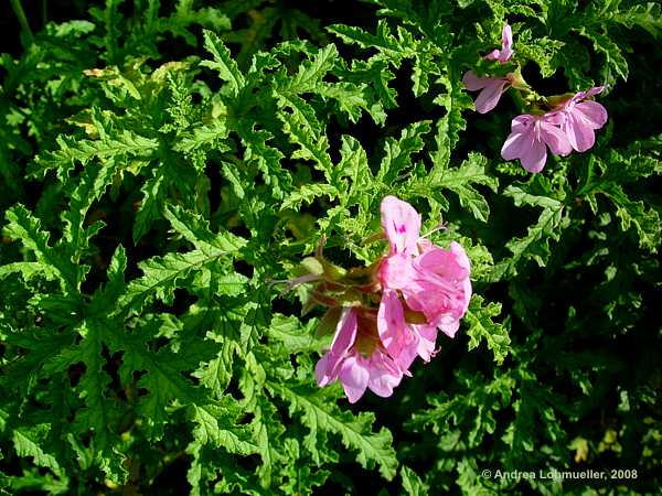 Pelargonium quercifolium