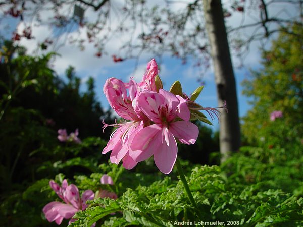 Pelargonium quercifolium