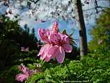 Pelargonium quercifolium