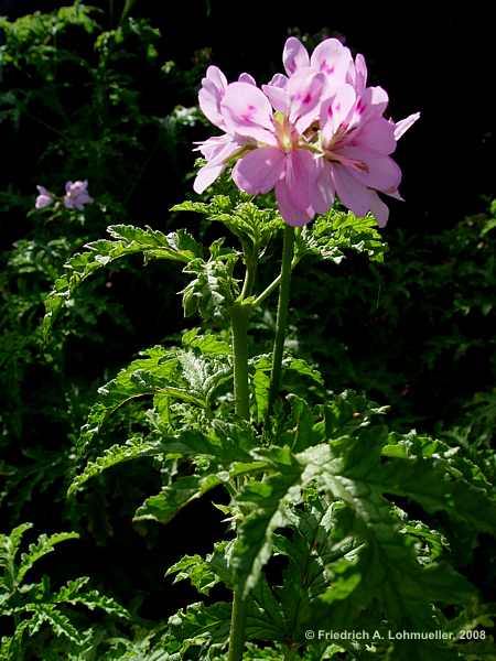 Pelargonium quercifolium