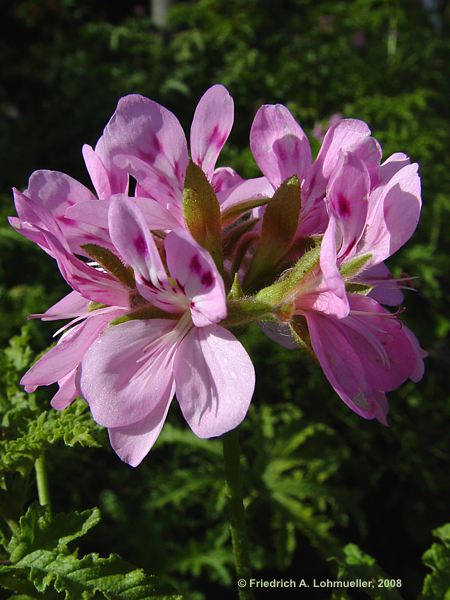 Pelargonium quercifolium