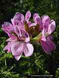 Pelargonium quercifolium