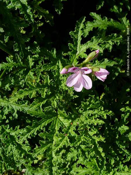 Pelargonium quercifolium