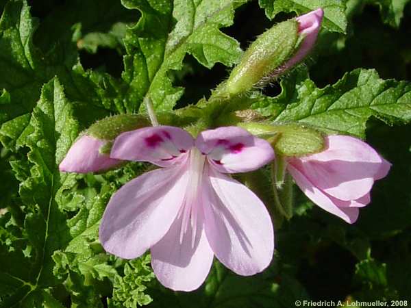 Pelargonium quercifolium