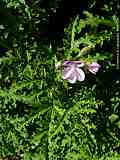 Pelargonium quercifolium