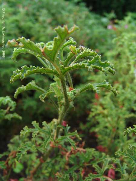 Pelargonium quercifolium