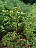 Pelargonium quercifolium