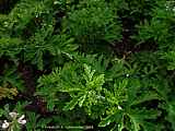 Pelargonium radens