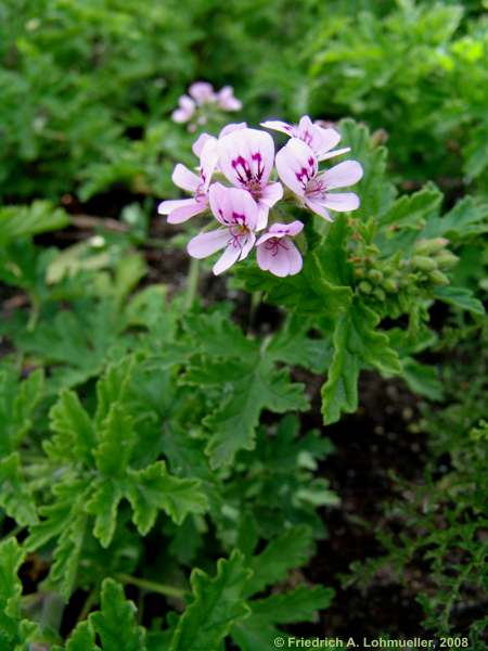 Pelargonium radens