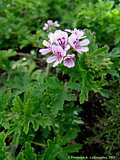 Pelargonium radens