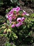 Pelargonium cv.Royal Oak