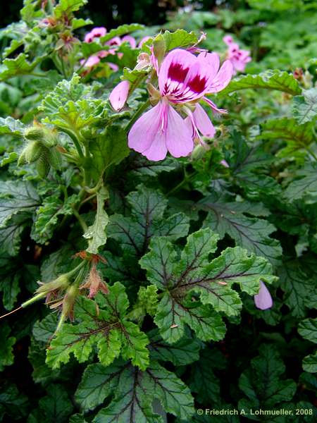 Pelargonium cv.Royal Oak