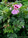 Pelargonium cv.Royal Oak