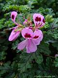 Pelargonium cv.Royal Oak