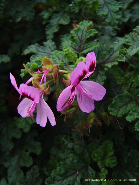 Pelargonium cv.Royal Oak