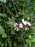 Pelargonium tetragonum