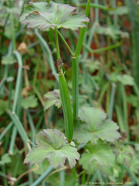 Pelargonium tetragonum