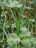 Pelargonium tetragonum