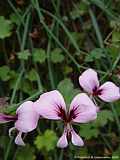 Pelargonium tetragonum