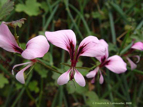 Pelargonium tetragonum