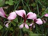 Pelargonium tetragonum