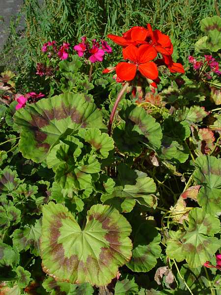 Pelargonium zonale