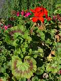 Pelargonium zonale