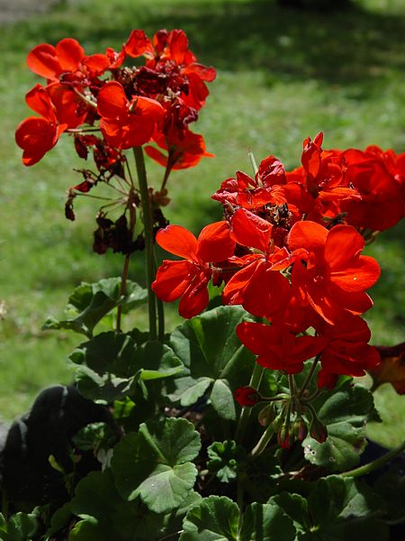 Pelargonium zonale