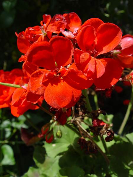 Pelargonium zonale