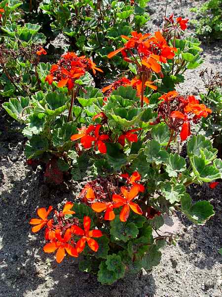 Pelargonium zonale