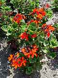 Pelargonium zonale