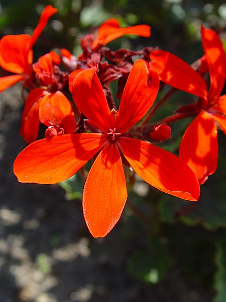 Pelargonium zonale