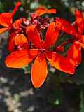 Pelargonium zonale