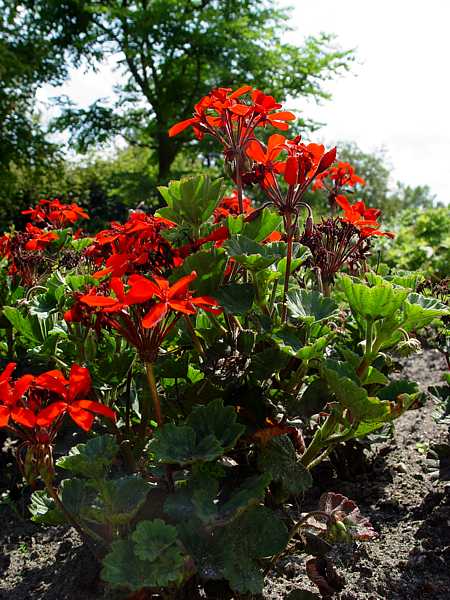 Pelargonium zonale