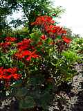 Pelargonium zonale